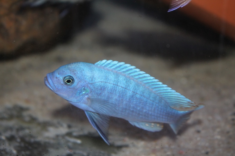 Maylandia estherae 'Minos Reef'